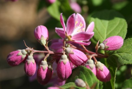 Deutzia Strawberry Fields