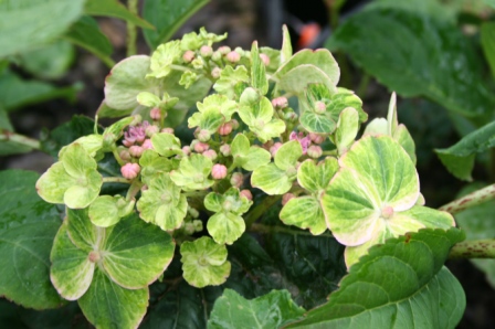 Hydrangea Painters Palette
