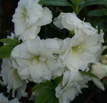 ARSHEETA (rosegold x white) main image 1