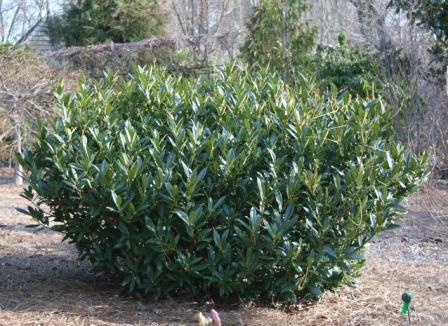 Hawksridge Farms -- Plant Information