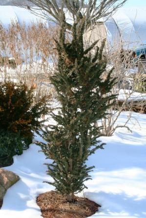 Hawksridge Farms -- Plant Information