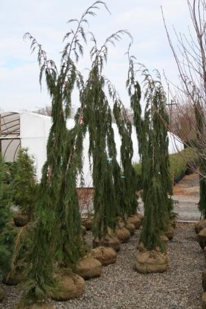 Hawksridge Farms -- Plant Information
