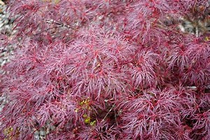 Hawksridge Farms -- Plant Information