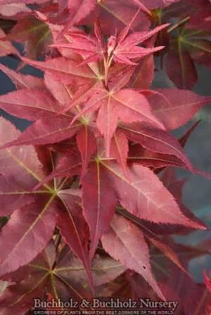 Hawksridge Farms -- Plant Information