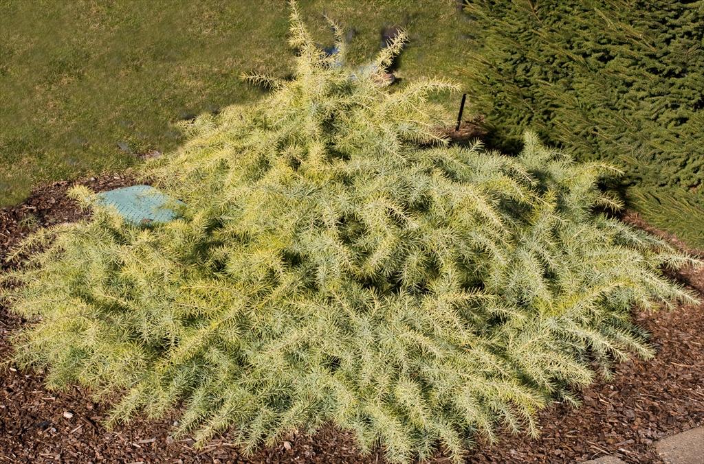 Hawksridge farms plant information