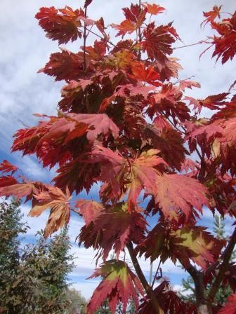 Hawksridge Farms -- Plant Information