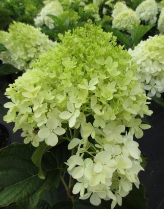 Hawksridge Farms -- Plant Information