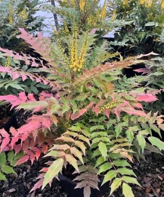 Hawksridge Farms -- Plant Information