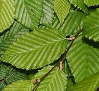 Hawksridge Farms -- Plant Information