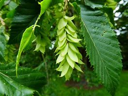 Hawksridge Farms -- Plant Information