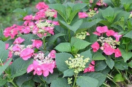Hawksridge Farms -- Plant Information