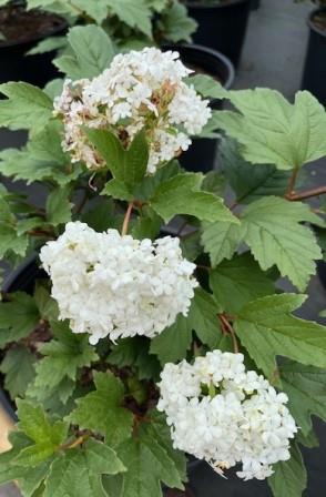 Hawksridge Farms -- Plant Information