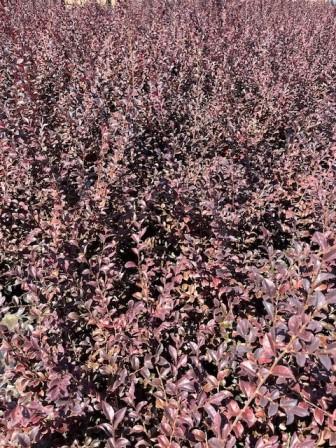 Hawksridge Farms -- Plant Information