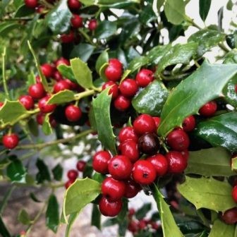 Hawksridge Farms -- Plant Information
